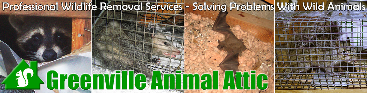 Greenville Animal Attic